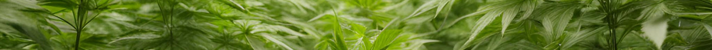 Indoor Living soil grown exotic hemp flower thca