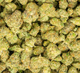 best distro discount thca hemp buy pounds online quick shipping cheap bulk wholesale discount price online