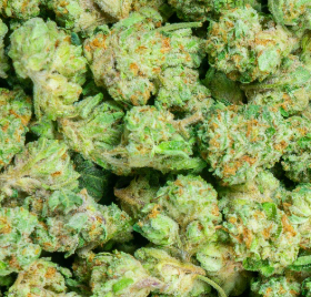 Jack Ramsey Smalls 30% Bulk