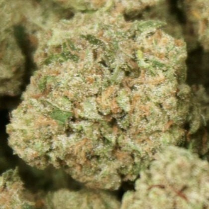 Pure Kush 28% Thca