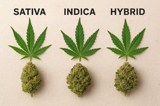 Sativa, Indica, and Hybrid Strains: Choosing the Right Type for Your Desired Effects