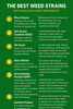 🌿 The Best Weed Strains: Top Picks for Every Enthusiast