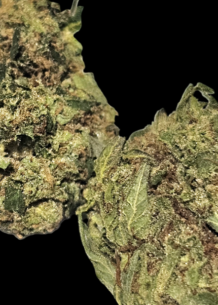 Dantes Inferno 24% Thca