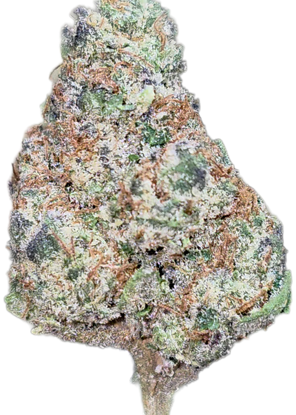 King Louie XIII 35 % Thca