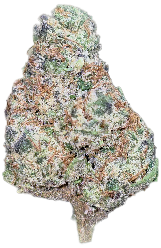 King Louie XIII 35 % Thca