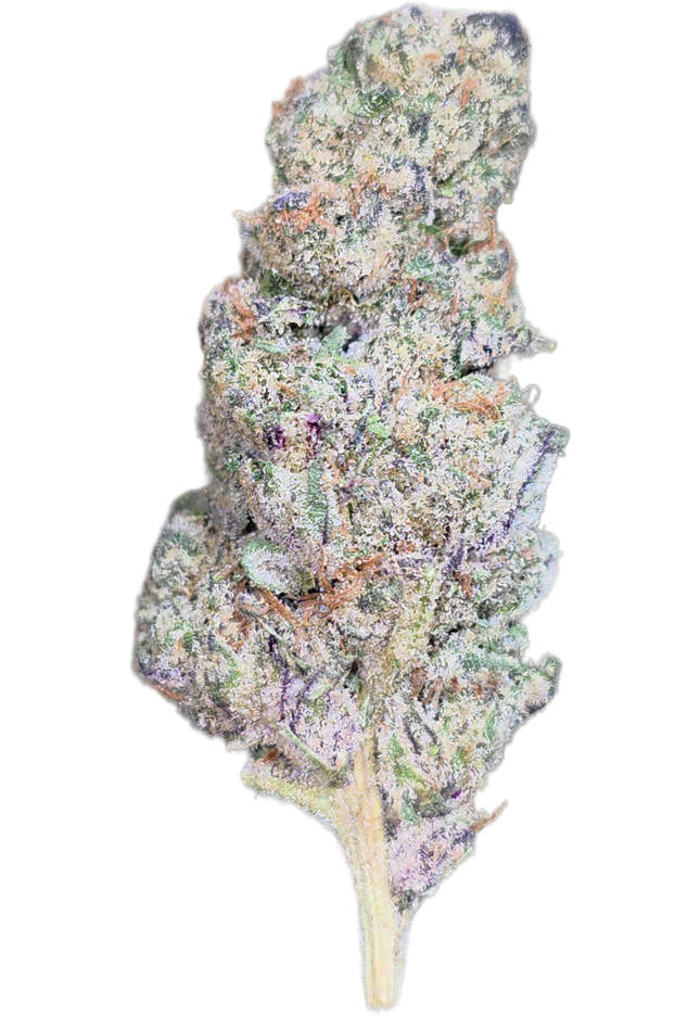 Gorilla Cookies 35% THCA Bulk
