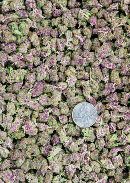 Blueberry Haze Smalls 31%