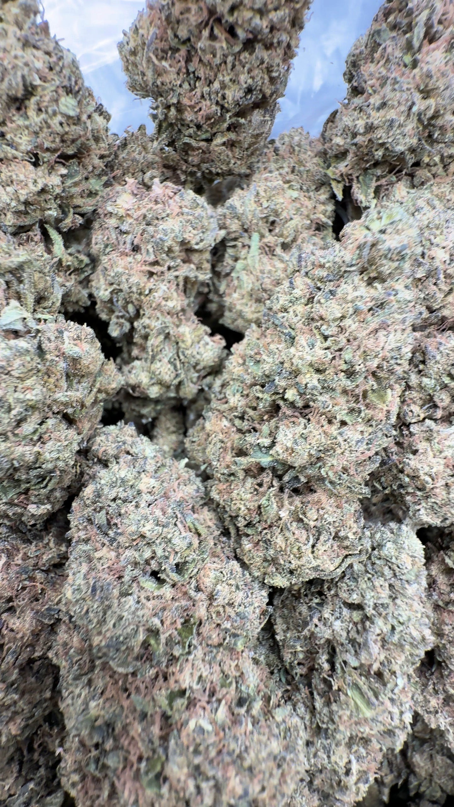 Blue Dream 32%  Thca