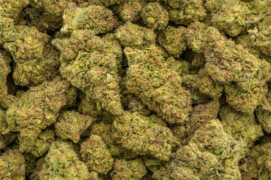 Dolce Gelato 33% Bulk