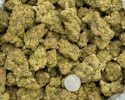 Dolce Gelato 33% Bulk