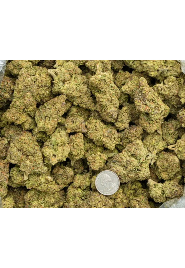 Dolce Gelato 33% Bulk