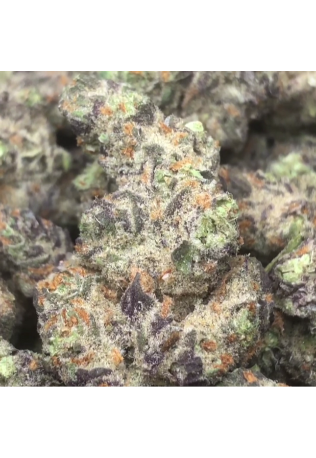 Wholesale bulk F1 exotic order online