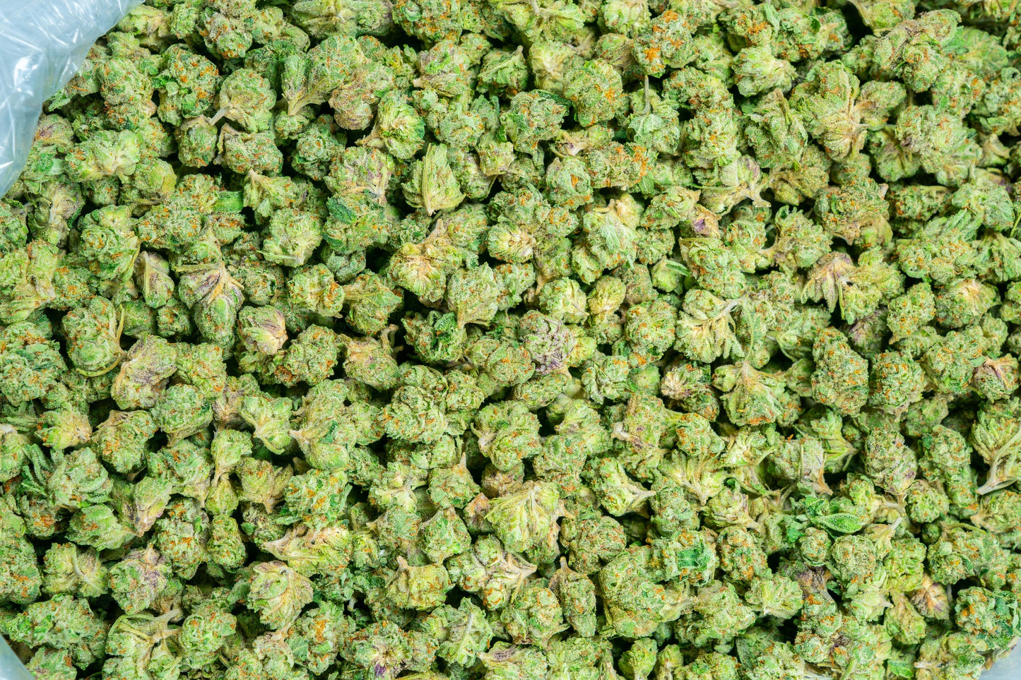 Gelato #33 Smalls 31%