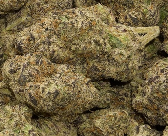 Best deal exotic thca online, up close dense purple bud with crystals and very strong nose