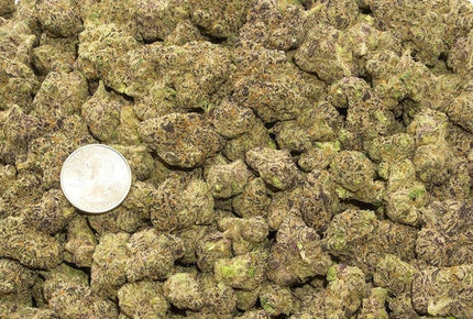 Exotic indoor flower Gumbo strain from LA, purple and green buds with frosty trichomes 