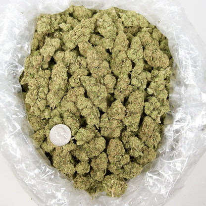 Hells Angel Og 31% Thca