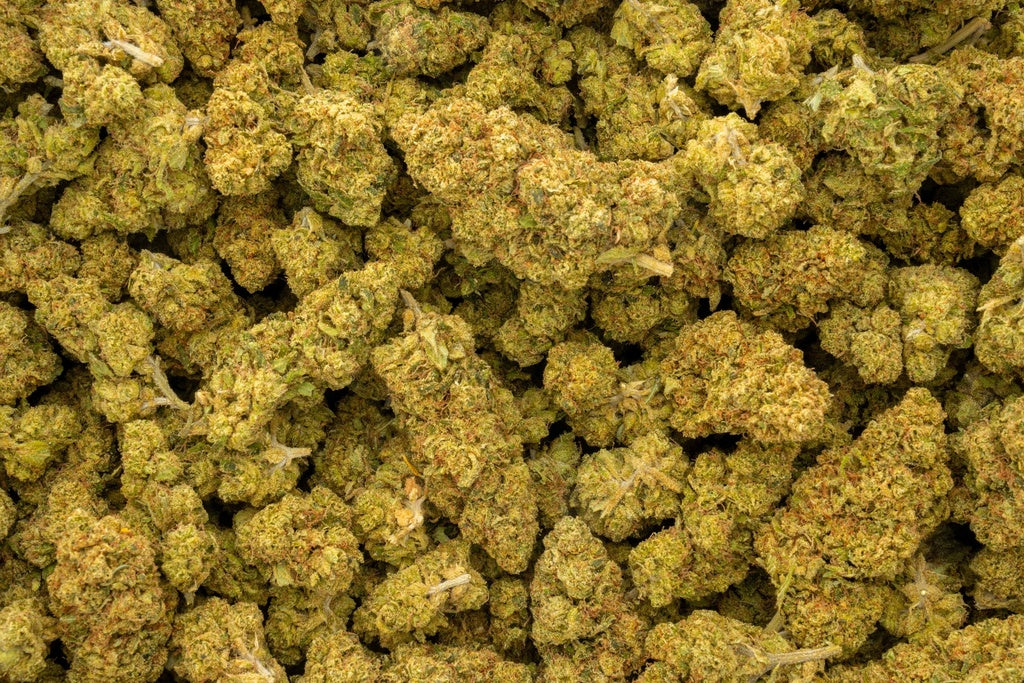 Hells Angel Og 34% Thca