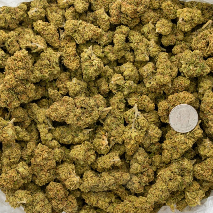 Hells Angel Og 34% Thca