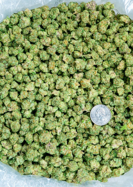Jack Ramsey Smalls 30% Bulk
