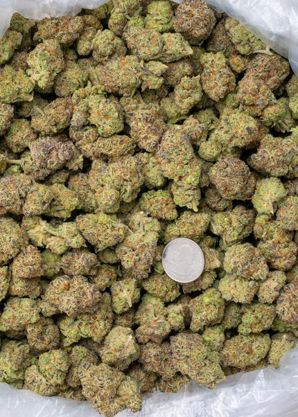La Bomba 33% THCa