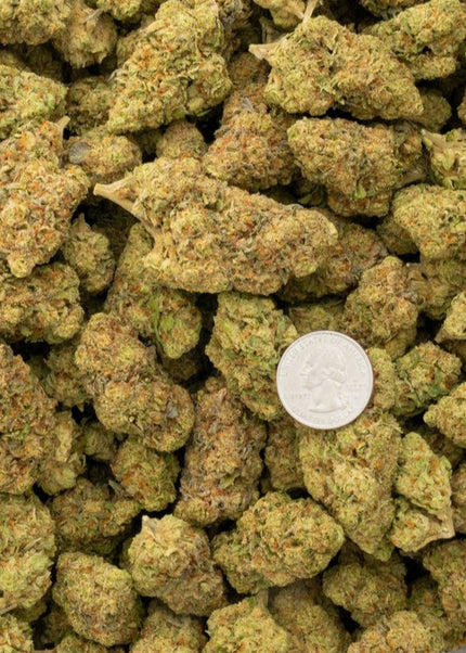 Sherb Scotty 28% Thca