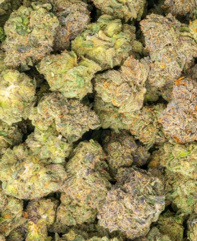 buy indoor strains discount wholesale discount thca hemp online quick shipping