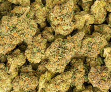 rare exotic strains buy bulk discount thca hemp online today