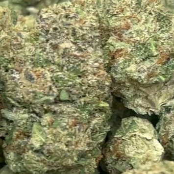 wholesale bulk indoor flower