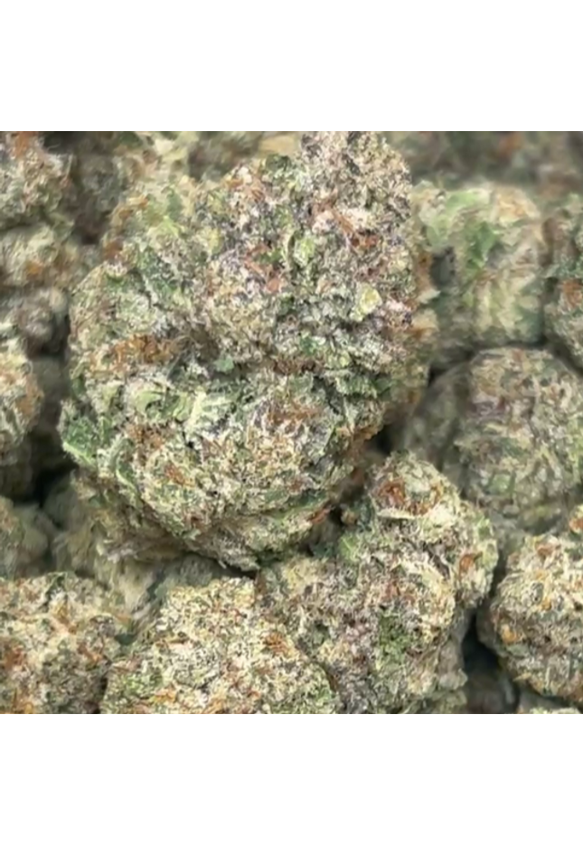 Wholesale flower bulk price buy online
