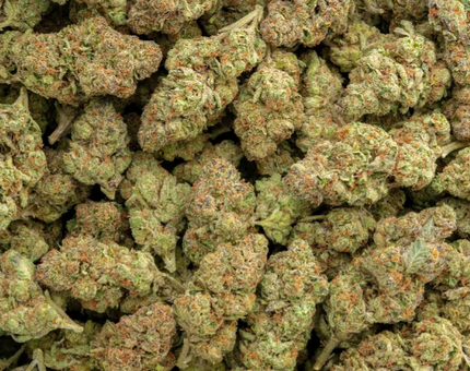 Facewreck 31% Thca Bulk Budget