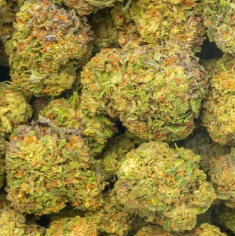 best cheap hemp pounds buy online fast shipping bulk wholesale discount cheap price online