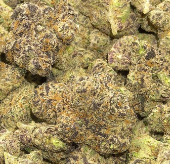 Rare favorite gumbo strain from california with dense purple nugs grown indoor in living soil high thca discountedpharms