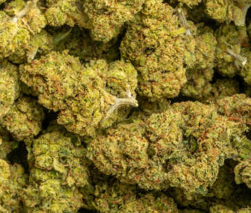 Hells Angel Og 31% Thca