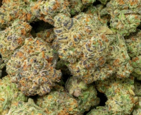 La Bomba 33% THCa