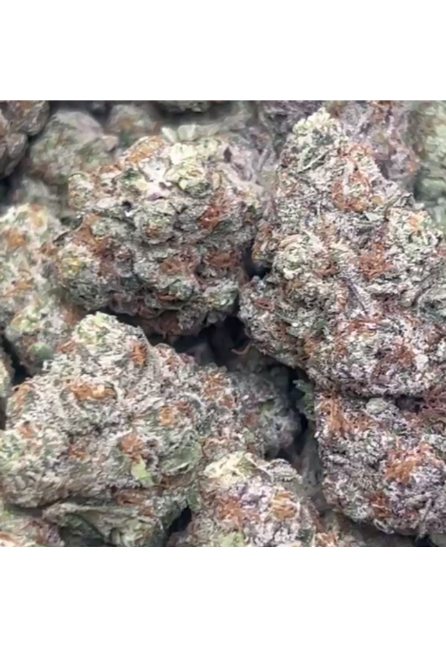 moby dick sativa wholesale pricing bulk online