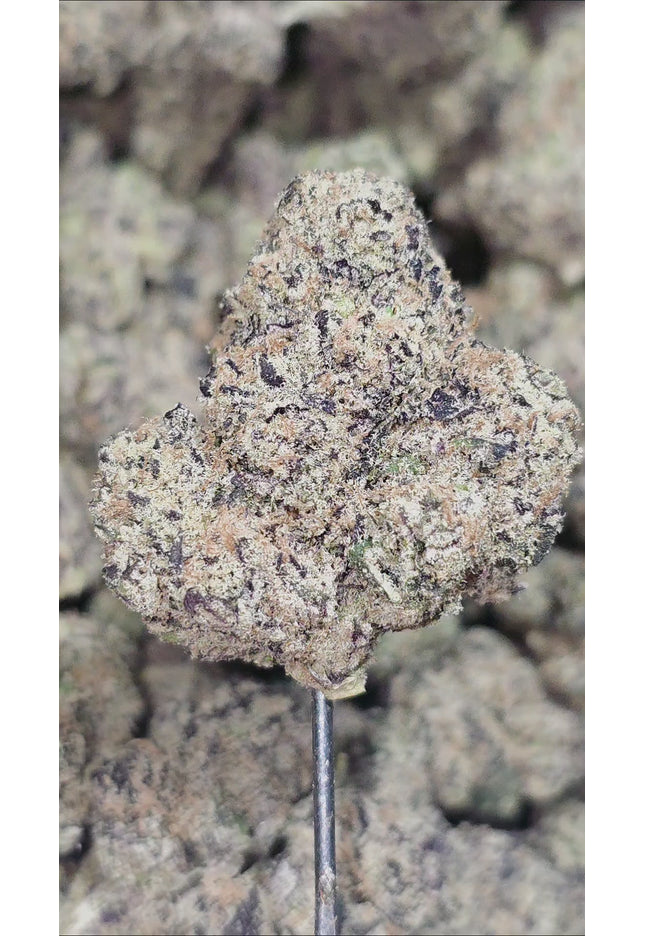 Sour Glue 36 % Thca Bulk