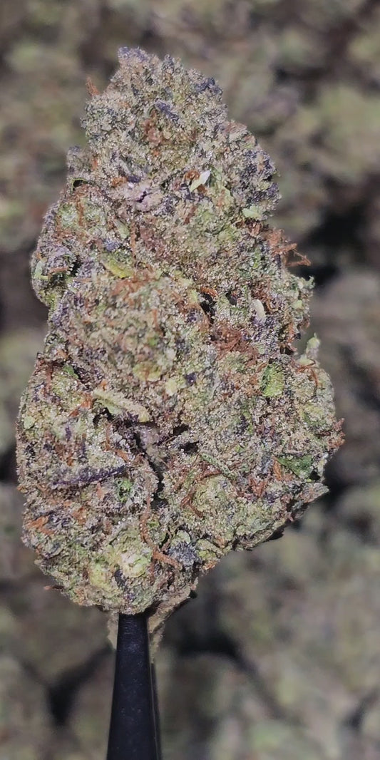 Garlic Ice Cream (GIC) 33% THCa