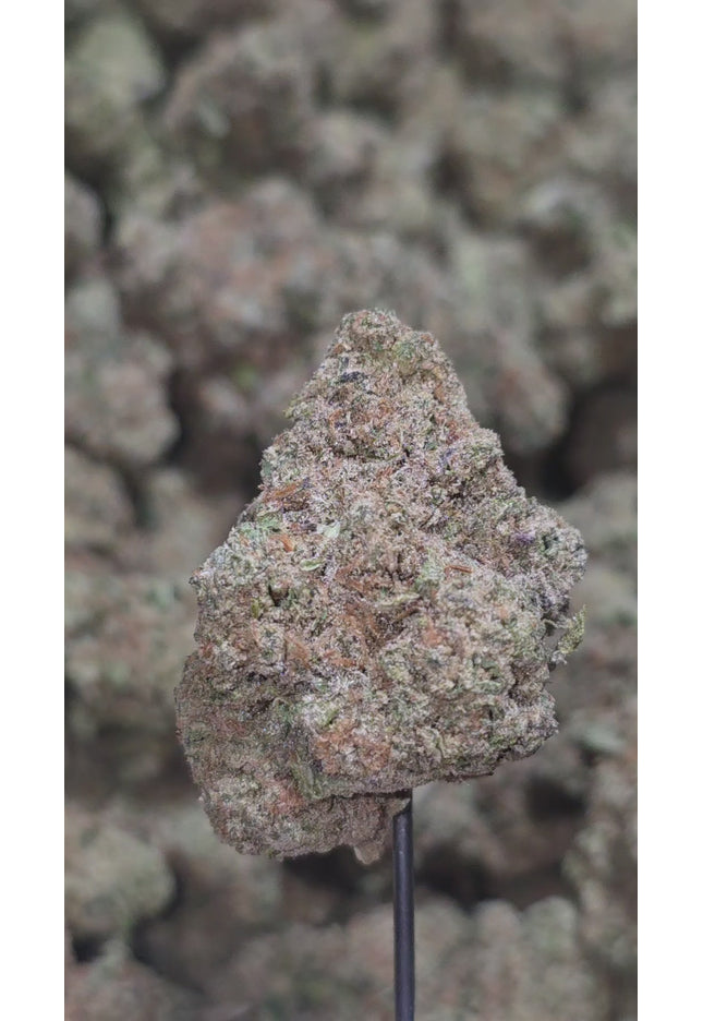 Canal Street Runtz 34% Bulk