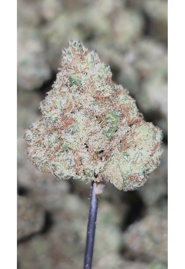 Pitbull Med 35% Thca Bulk