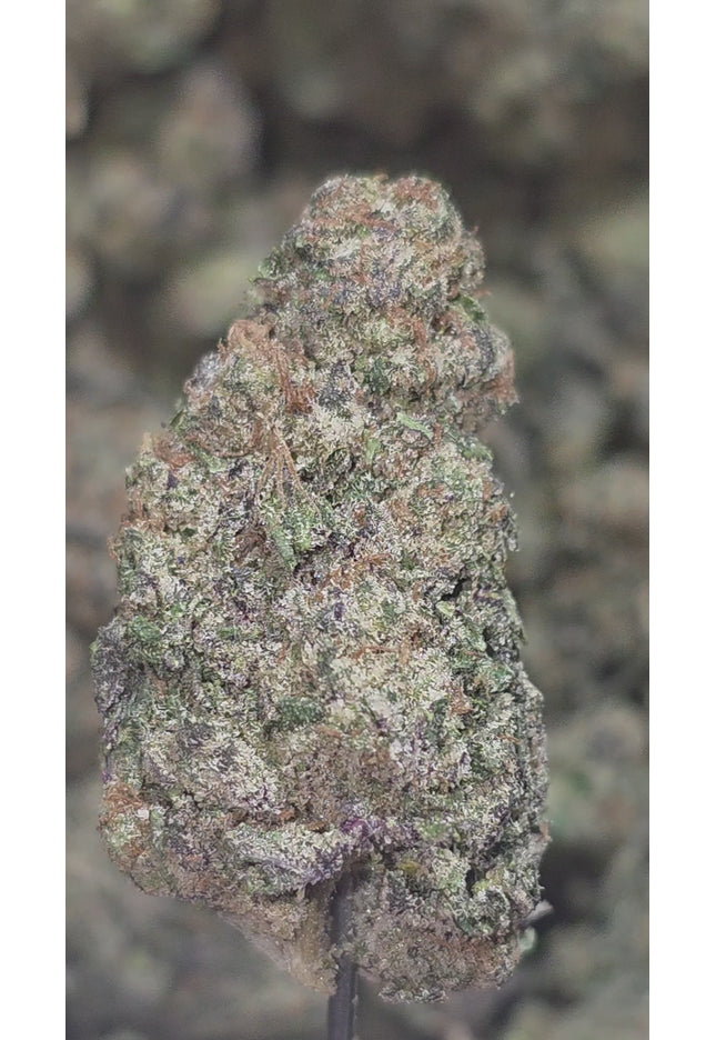 Gorilla Cookies 35% THCA Bulk