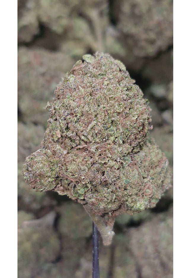 Bacio Gelato 33% Thca Bulk Budget