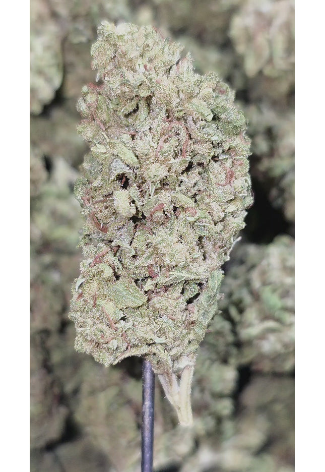 Alaskan Thunder Fuck 33% Thca Bulk