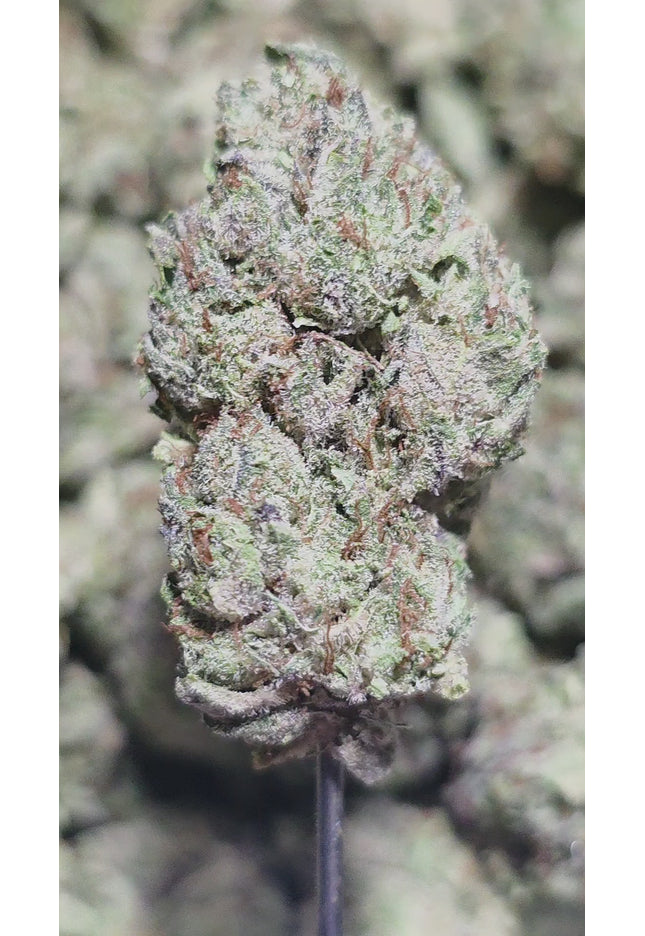 Blue Dream 33% Thca