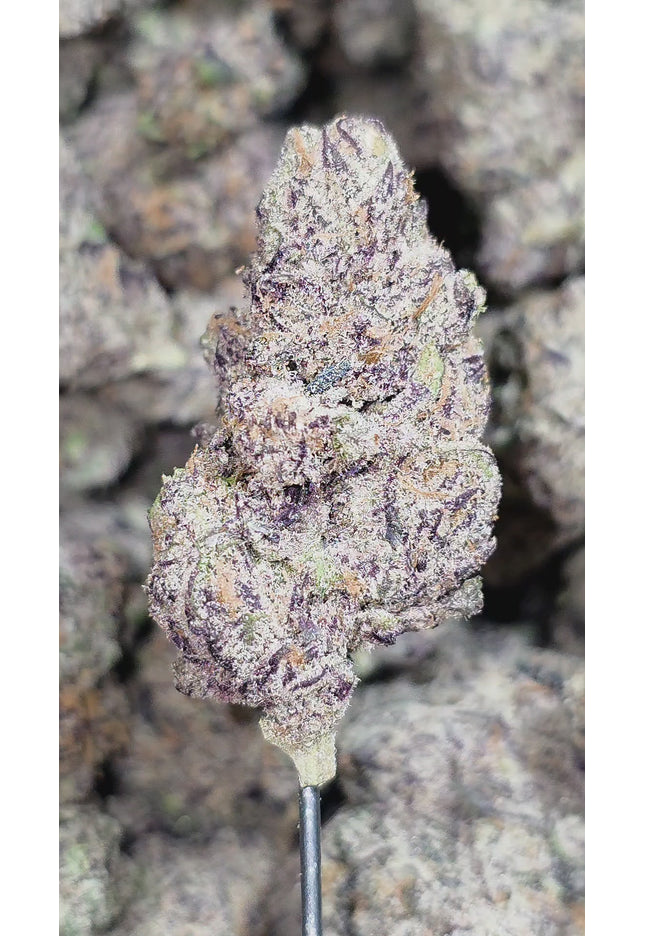 Mendocino Purps 35% (Rare Strain) Bulk