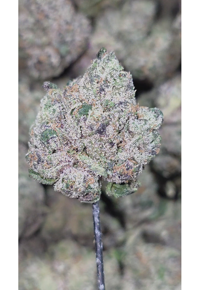 Gorilla Glue 36% Thca Bulk