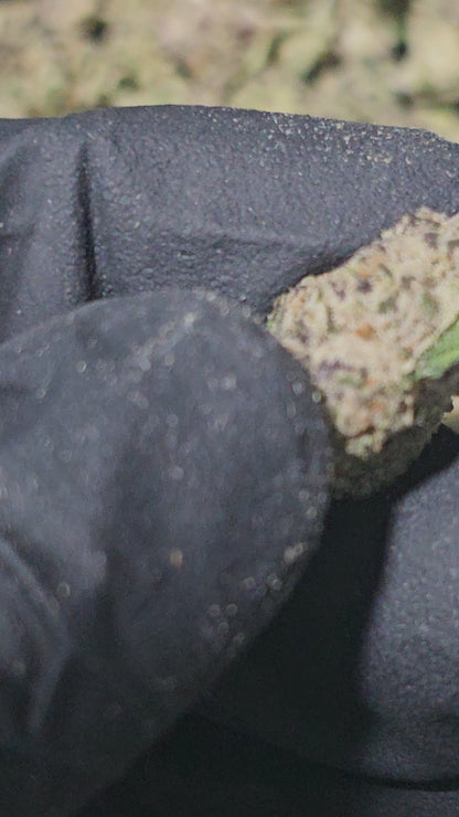 LA Pop Rocks 33% THCa Mediums