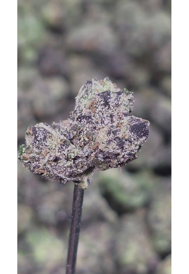 Purple Punch 35% Small THCa
