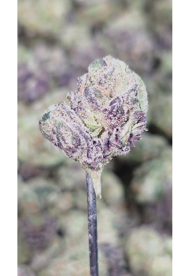 OG Kush 35% Bulk Smalls
