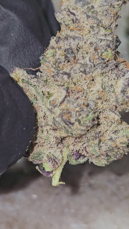 True Exotic RARE STRAIN Mix & Match 1/2OZ PACK