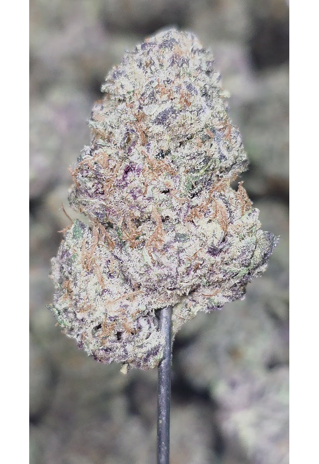 Purple Trainwreck 36% THCA